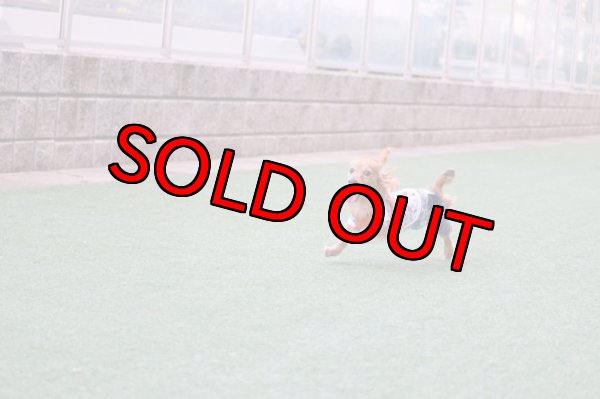 画像5: 【名入れ】アメリカンSmileペアルック (5)