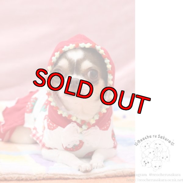 画像16: フルーツシリーズペアルック (16)