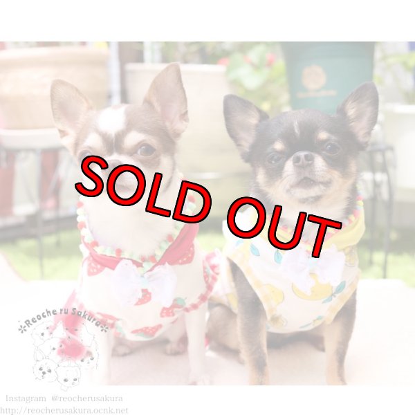 画像13: フルーツシリーズペアルック (13)