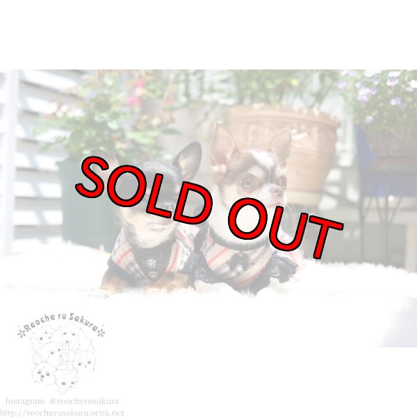 画像10: チェックメッシュ ペアルック (10)