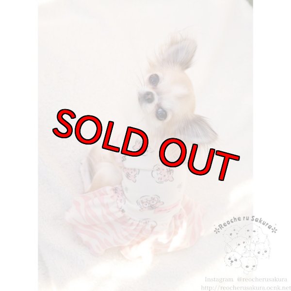 画像11: 🐯💥寅さんペアルック (11)