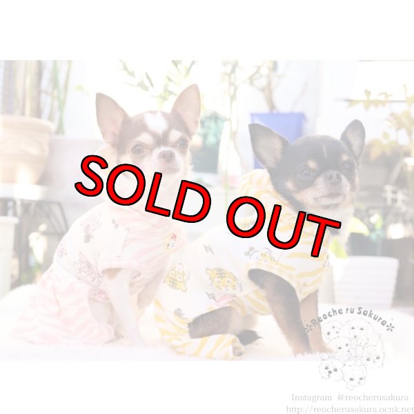 画像9: 🐯💥寅さんペアルック (9)