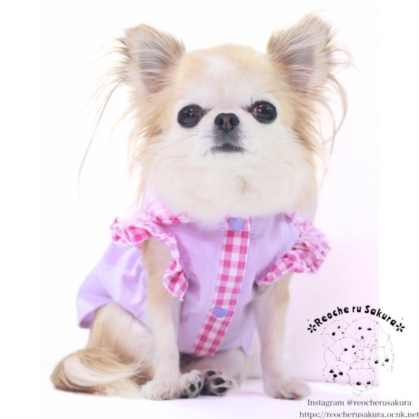 画像14: カラフルキャンディシャツブラウス (14)