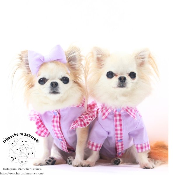 画像13: カラフルキャンディシャツブラウス (13)