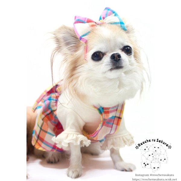 画像13: マドラスチェック　キャミスカート&パンツ (13)