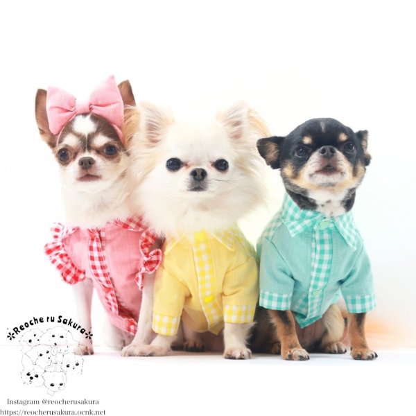 画像6: カラフルキャンディシャツブラウス (6)