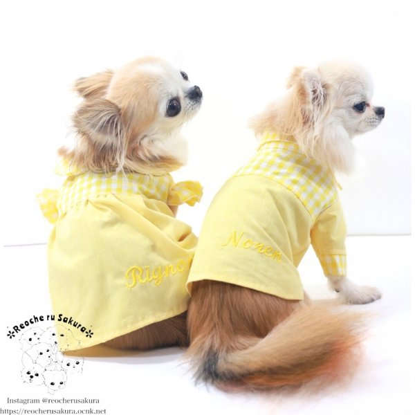 画像4: カラフルキャンディシャツブラウス (4)