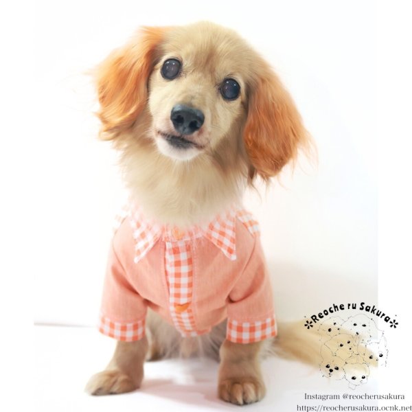 画像5: カラフルキャンディシャツブラウス (5)