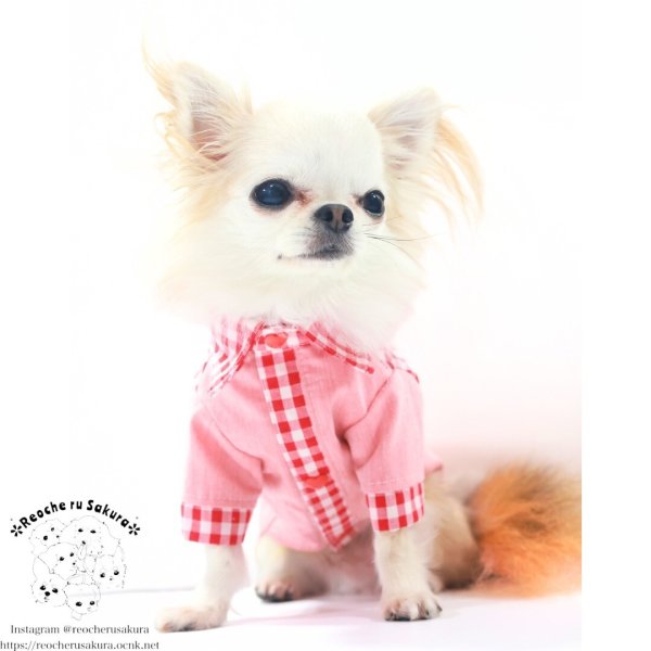 画像18: カラフルキャンディシャツブラウス (18)