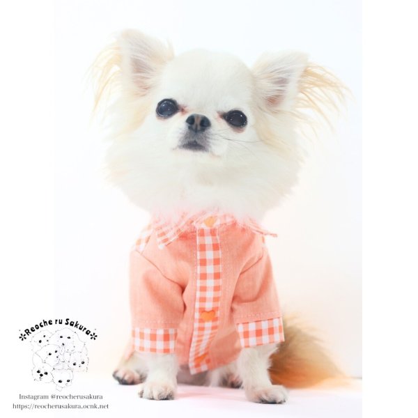 画像10: カラフルキャンディシャツブラウス (10)