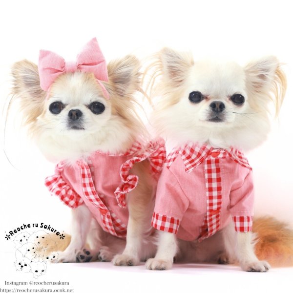 画像19: カラフルキャンディシャツブラウス (19)