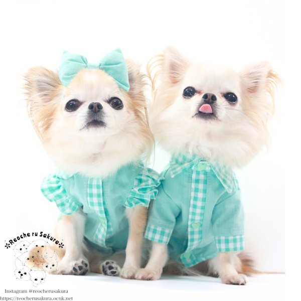 画像17: カラフルキャンディシャツブラウス (17)