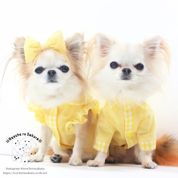 画像3: カラフルキャンディシャツブラウス (3)