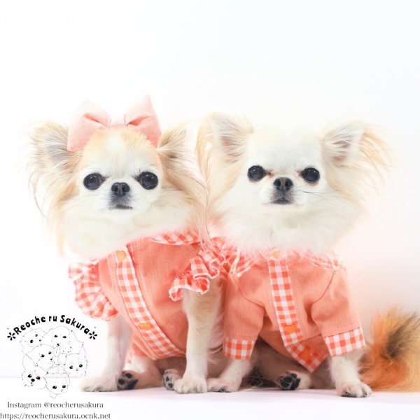 画像11: カラフルキャンディシャツブラウス (11)