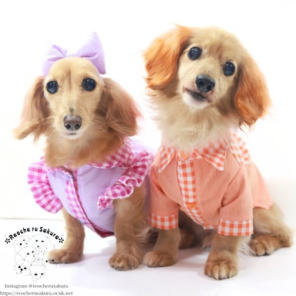 画像7: カラフルキャンディシャツブラウス (7)