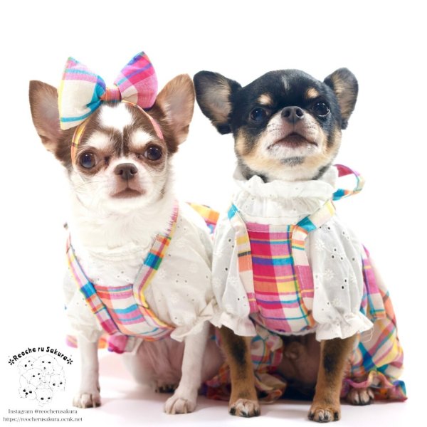 画像11: マドラスチェック　キャミスカート&パンツ (11)