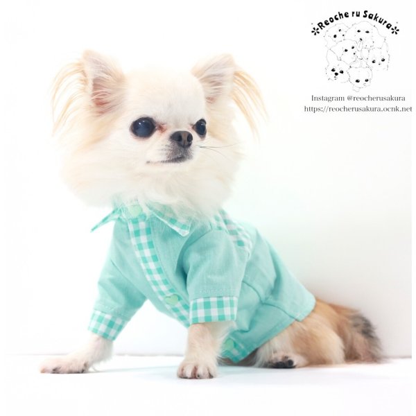 画像16: カラフルキャンディシャツブラウス (16)