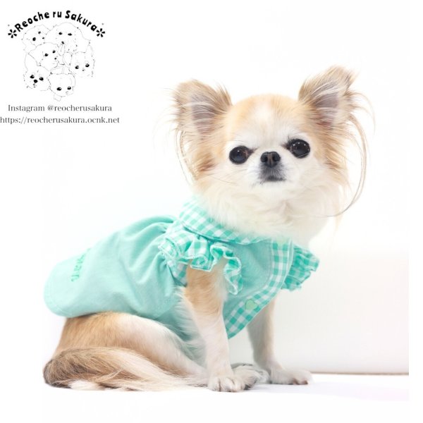 画像15: カラフルキャンディシャツブラウス (15)