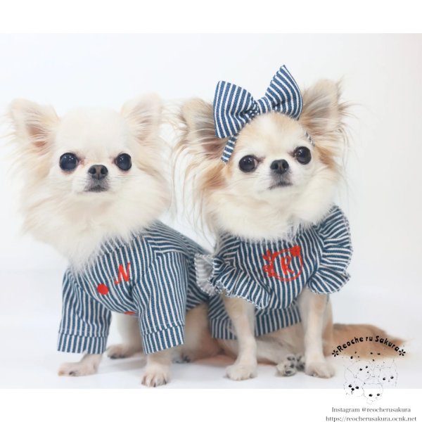 画像2: おめかしヒッコリー　シャツ、ブラウス、ベストシリーズ (2)