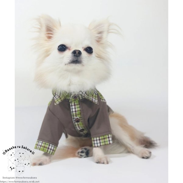 画像4: ピスタチオココアシャツ＆ブラウス (4)