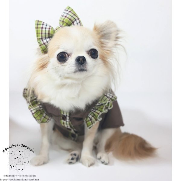 画像6: ピスタチオココアシャツ＆ブラウス (6)