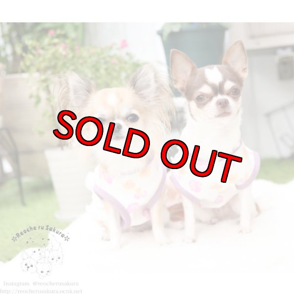 画像7: 【再々販】パンジーホイップペアルック (7)