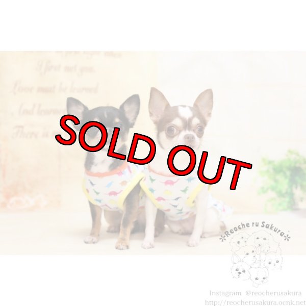 画像7: 吸水速乾、冷感加工 恐竜🦖ペアルック (7)