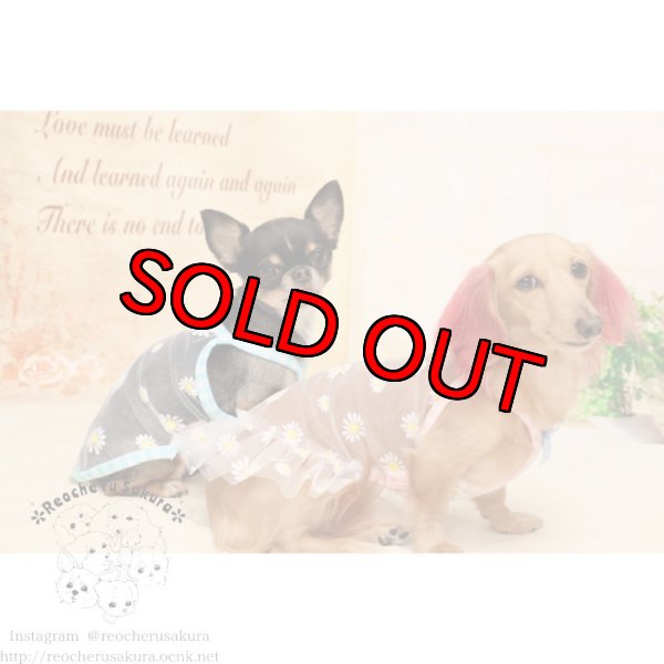 画像2: シースルーキャミソールペアルック (2)