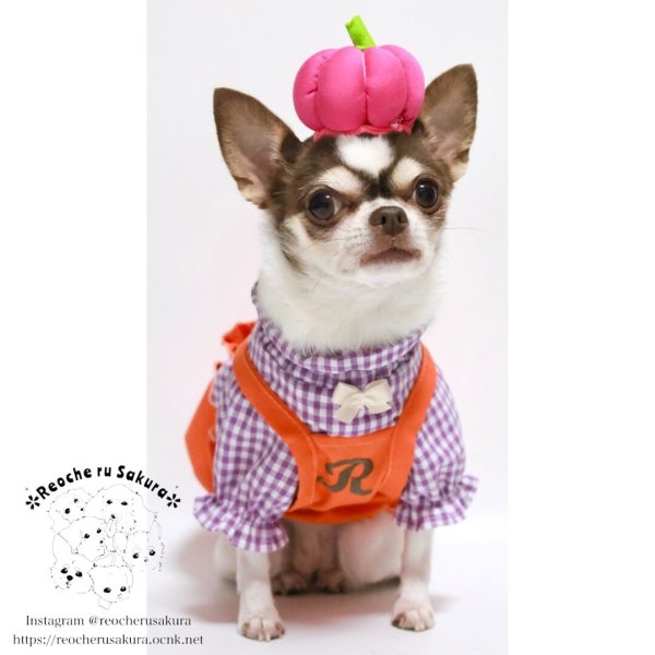 画像16: 【ハロウィン】かぼちゃ帽 【かぶりもの】 (16)