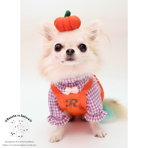 画像8: 【ハロウィン】かぼちゃ帽 【かぶりもの】 (8)