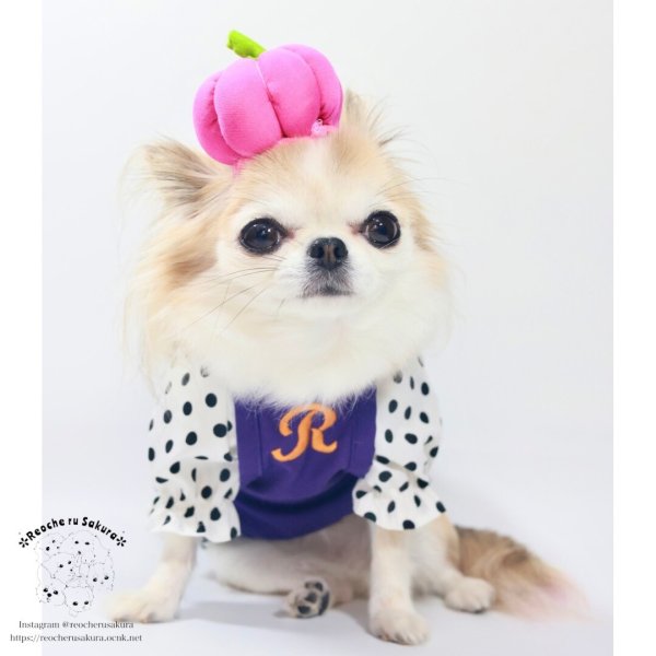 画像7: 【ハロウィン】かぼちゃ帽 【かぶりもの】 (7)