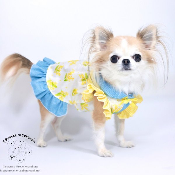 画像10: ミモザシャツブラウス (10)