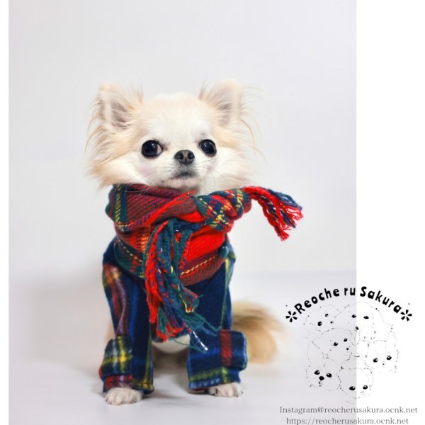 画像3: わんこマフラー (3)