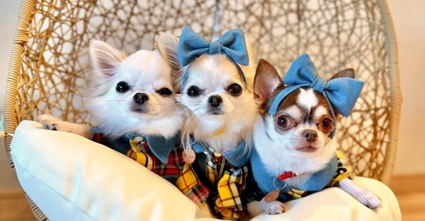 画像12: おそろいカチューシャ (12)