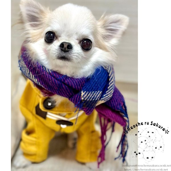 画像30: ダッフルコート(本格ウール) (30)