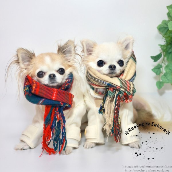 画像15: わんこマフラー (15)