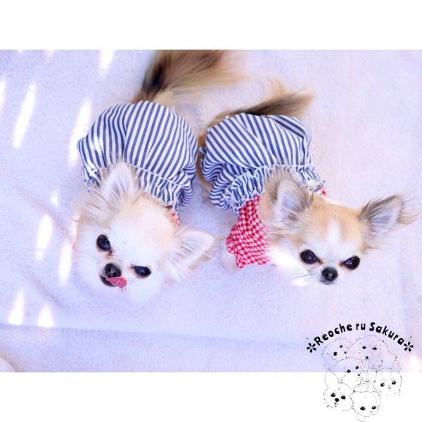 画像30: 【通年着用可】ヒッコリーバルーン (30)