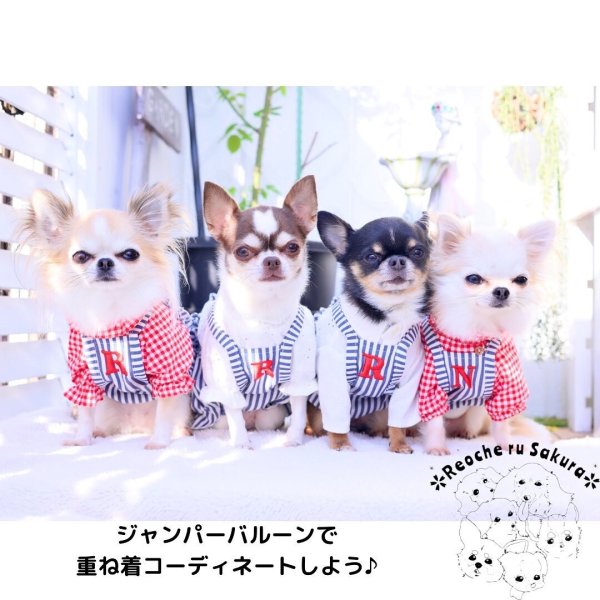 画像11: 【通年着用可】ヒッコリーバルーン (11)