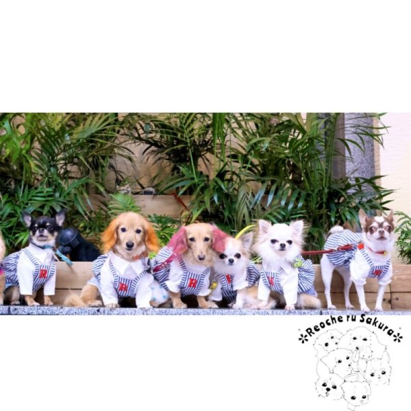 画像37: 【通年着用可】ヒッコリーバルーン (37)